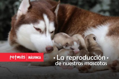 REPRODUCCIÓN MASCOTAS
