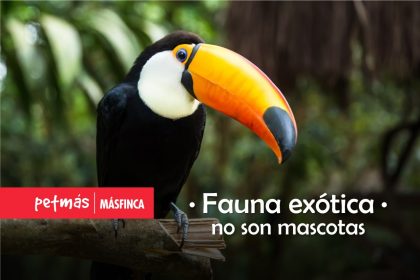 FAUNA EXÓTICA