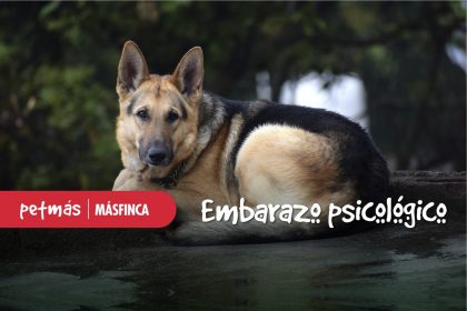 EMBARAZO PSICOLÓGICO EN MASCOTAS