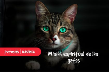 MISIÓN ESPIRITUAL DE LOS GATOS